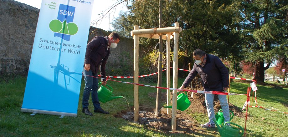 Bürgermeister und Landrat beim Baumpflanzen