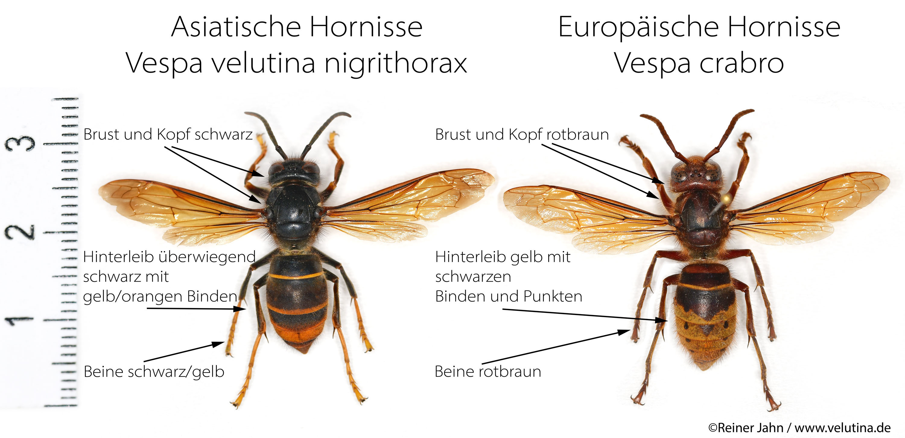 Vergleich in Bildern zwischen der europäischen und der asiatischen Hornisse Vergleich in Bildern zwischen der europäischen und der asiatischen Hornisse
