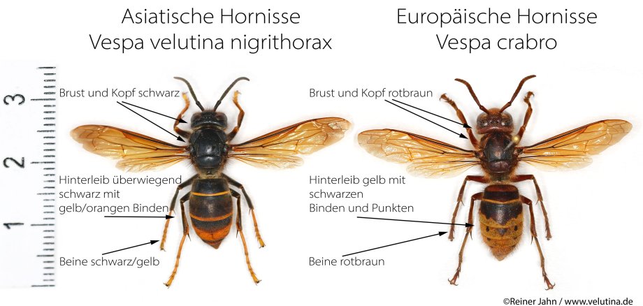 Vergleich in Bildern zwischen der europäischen und der asiatischen Hornisse