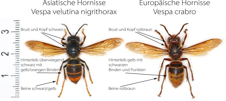 Vergleich in Bildern zwischen der europäischen und der asiatischen Hornisse