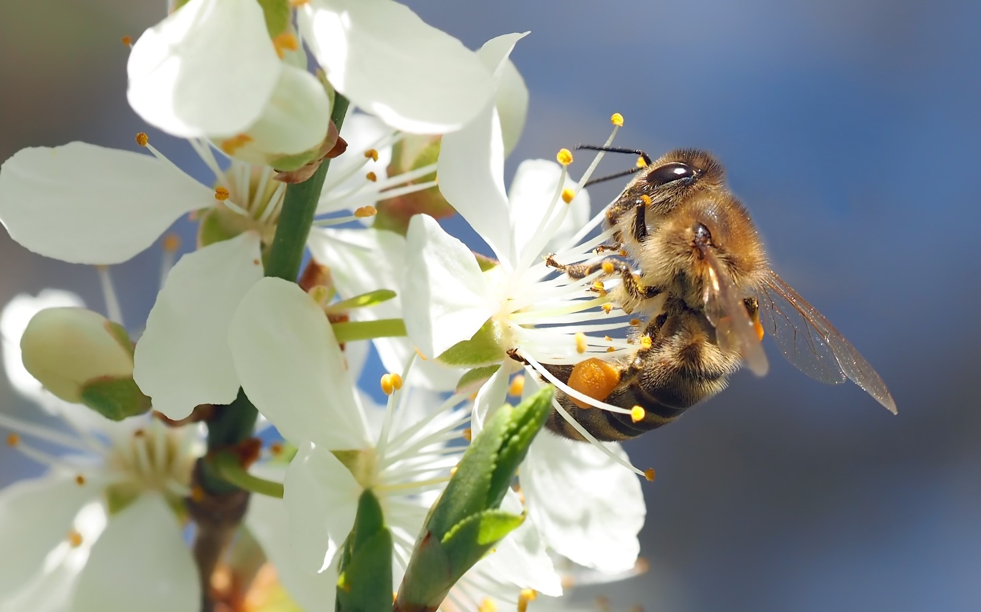 Biene an Kirschblüte Biene an Kirschblüte