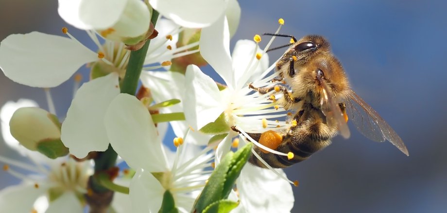 Biene an Kirschblüte