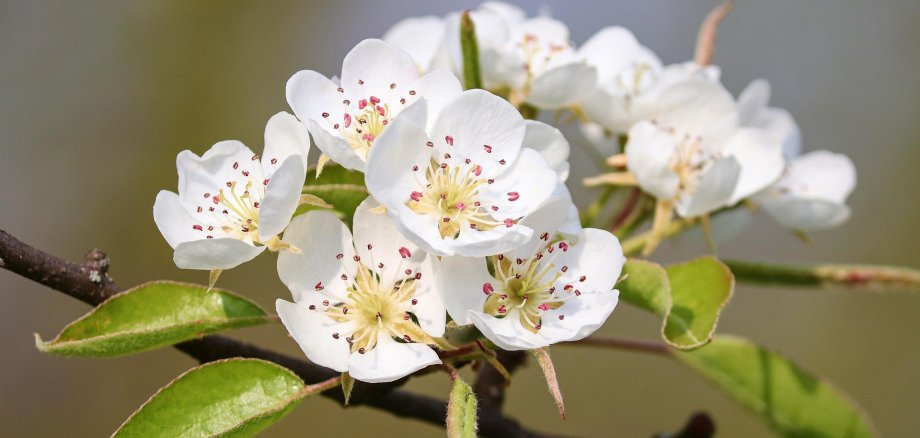 Blüte an einem Birnbaum