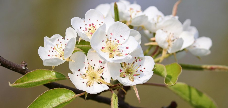 Blüte an einem Birnbaum