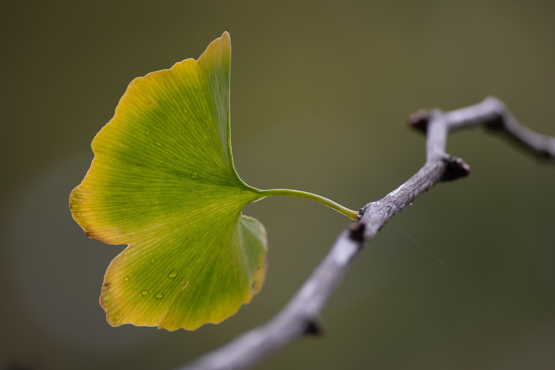 Zweig mit Gingkoblatt