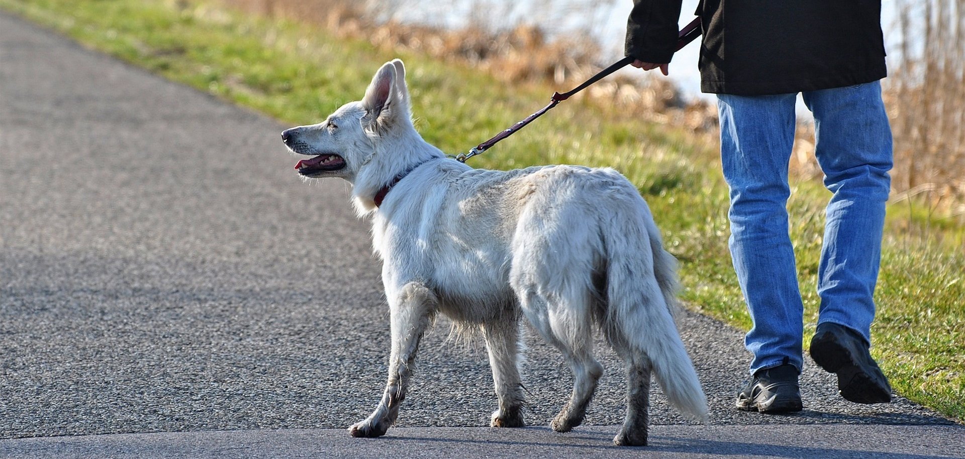 Hund mit Herrchen beim Gassigehen