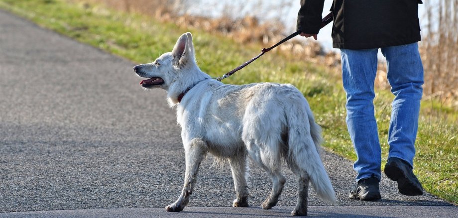 Hund mit Herrchen beim Gassigehen