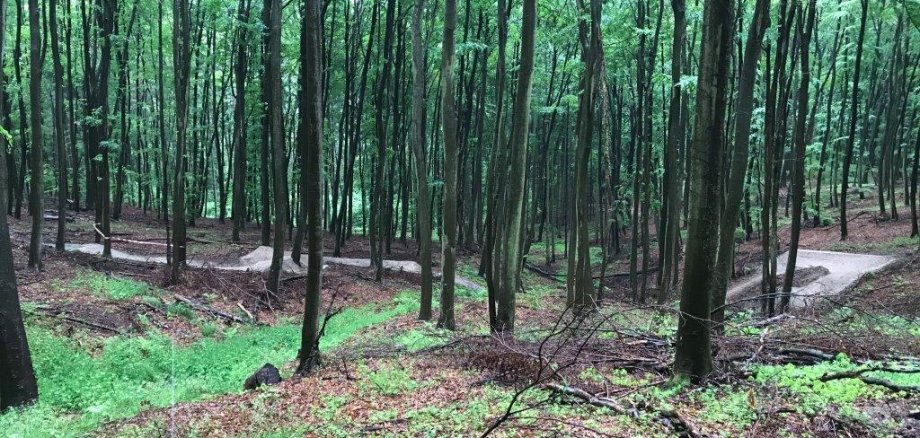 Illegaler Trail für Mountainbiker im Wald