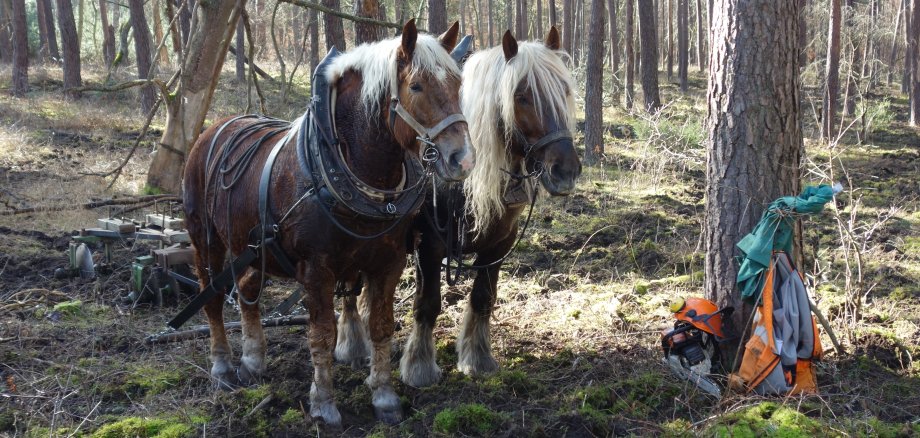 Pferdegespann beim Einsatz im Wald 