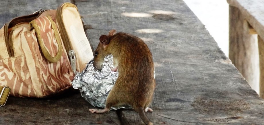 Ratte labt sich an Essensresten