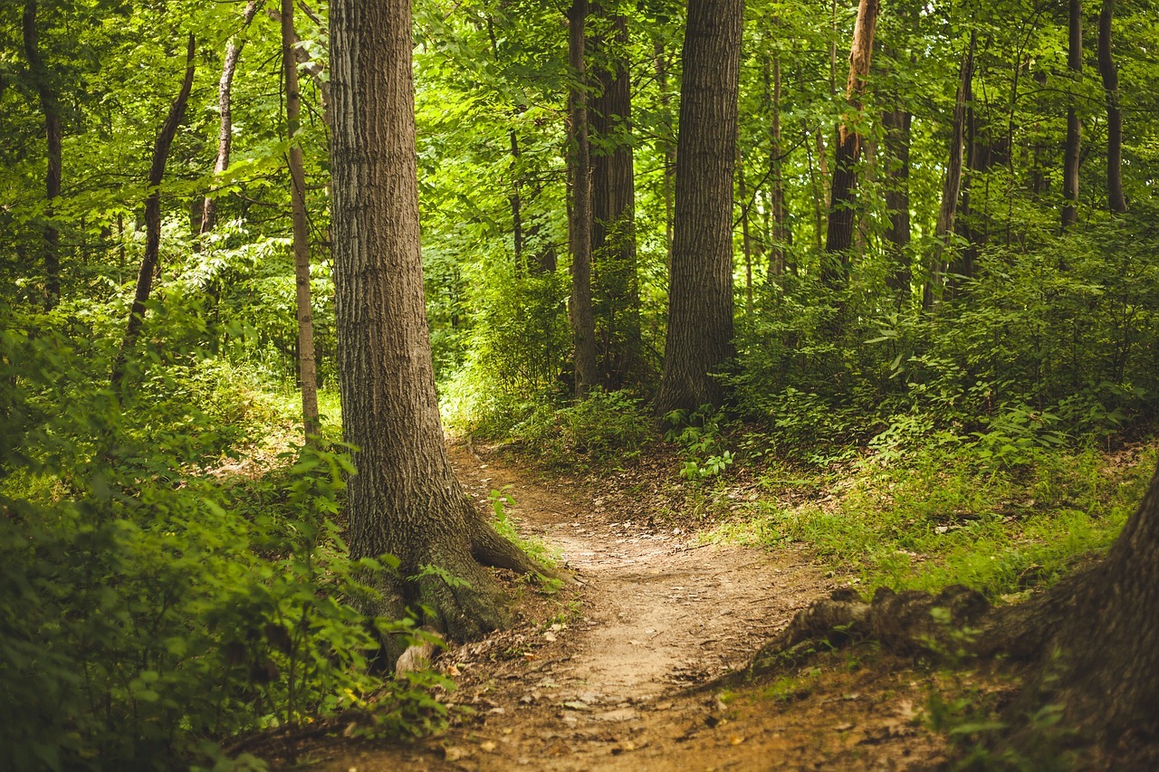 Kleiner Weg im Wald Kleiner Weg im Wald