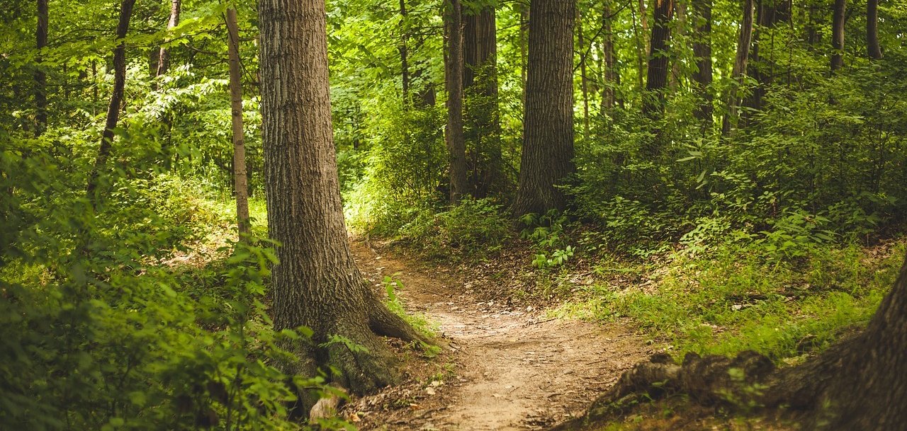 Kleiner Weg im Wald Kleiner Weg im Wald