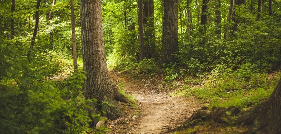 Kleiner Weg im Wald