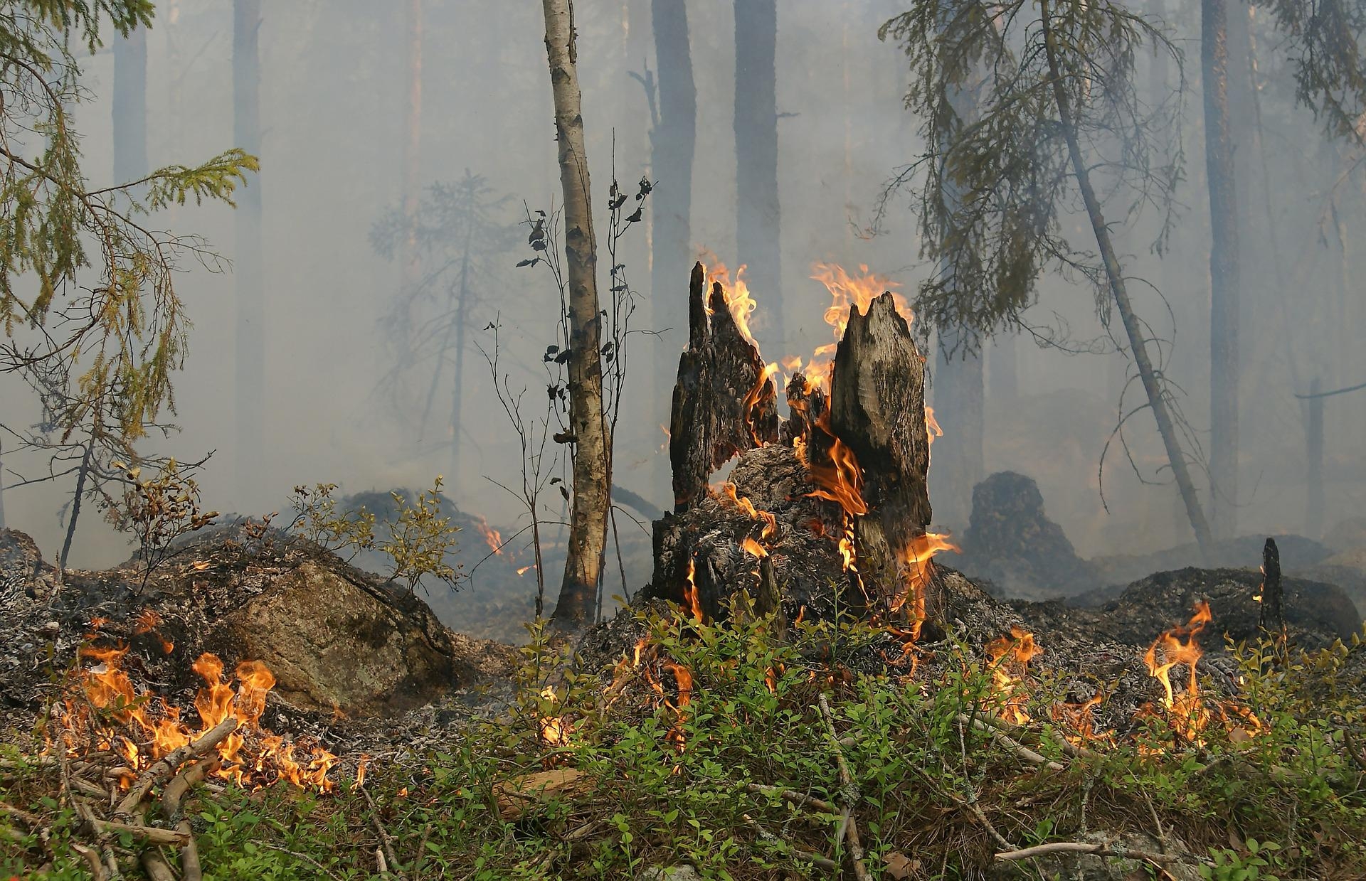 Brand im Wald Brand im Wald