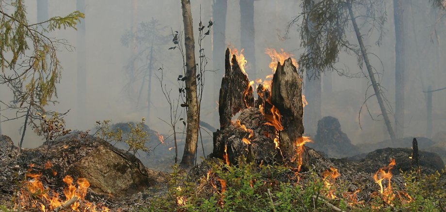 Brand im Wald