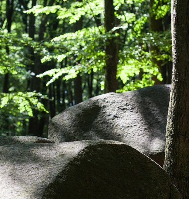 Felsen Felsen im Wald mit Bäumen