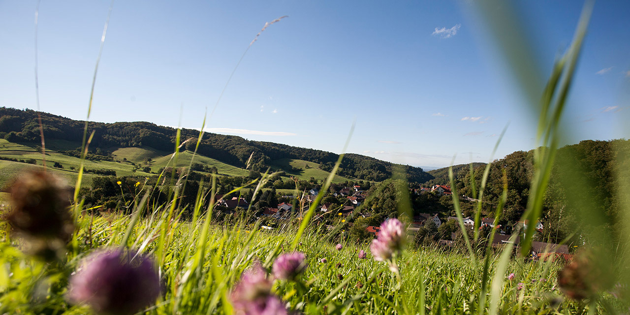 Wiese Wiese mit Blick auf Berge