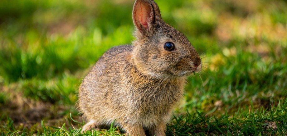 Wiese mit Hase