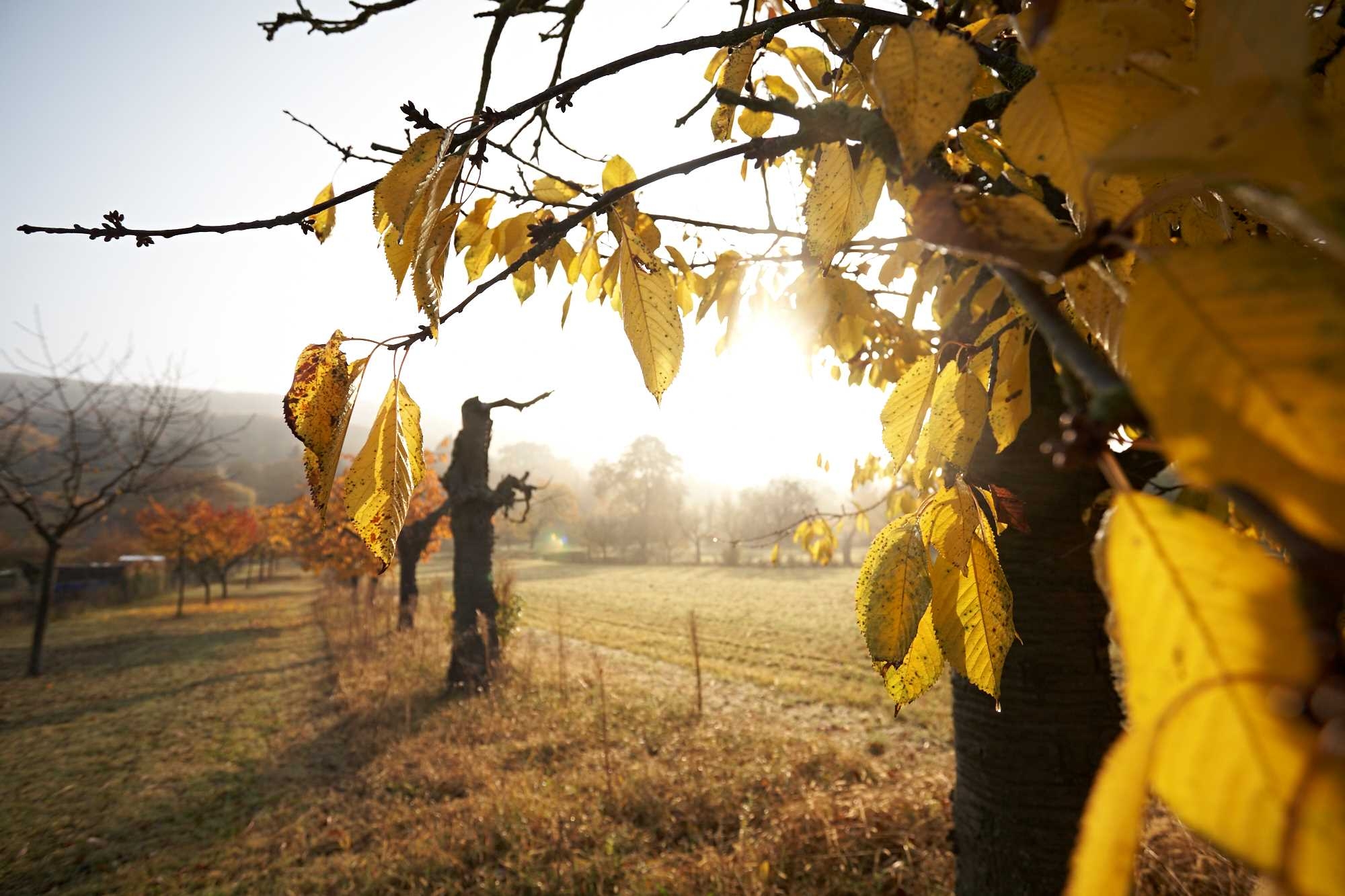 Blätter goldenen Blätter im Herbst