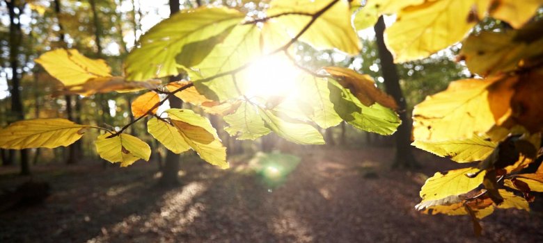 Herbstblätter im Wald mit goldenen Blättern am Ast