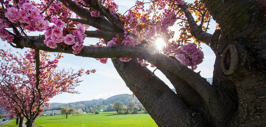 Mandelblüten in der Sonne