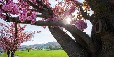 Mandelblüten Blühender Baum