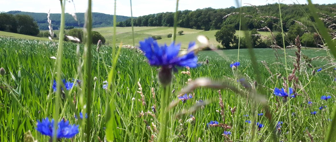 Kornblumen auf den Feldern bei Ober-Beerbach
