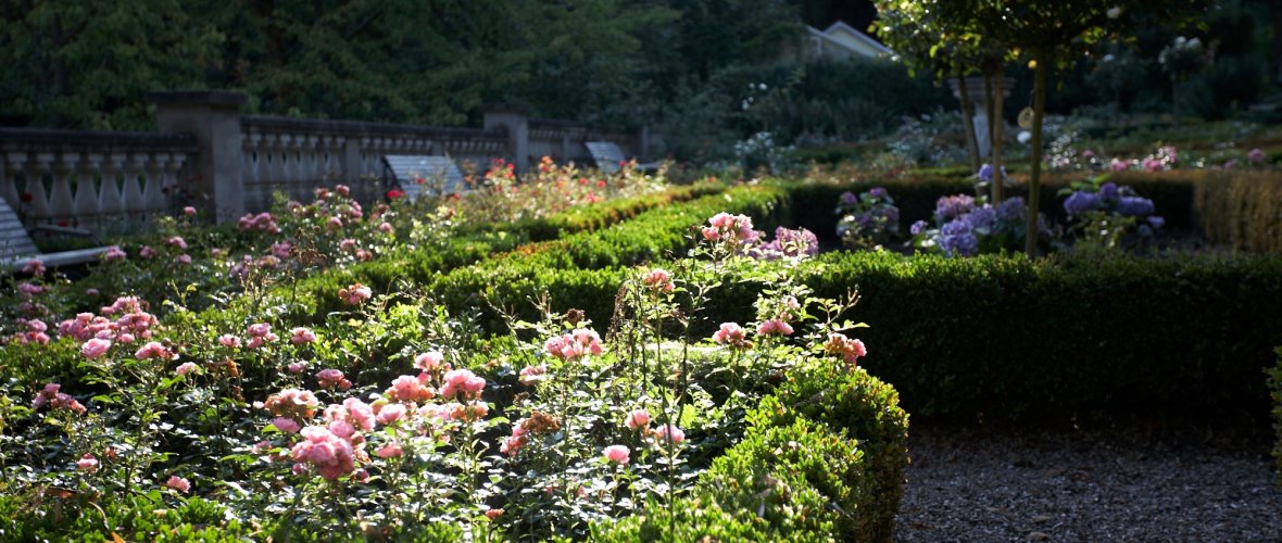 Goldschmidtspark Rosenbüsche im Goldschmidtspark von der Sonne beschienen