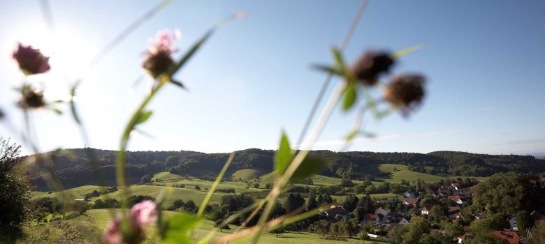 Odenwaldblick mit blühendem Klee im Vordergrund