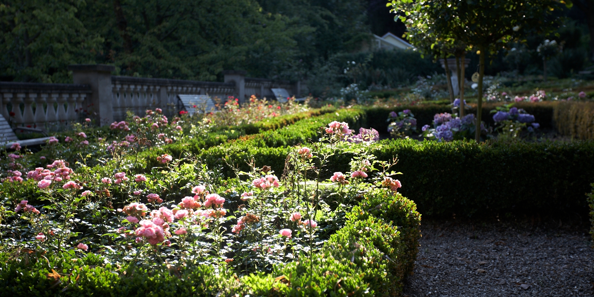 Rosenbüsche im Goldschmidtspark von der Sonne beschienen