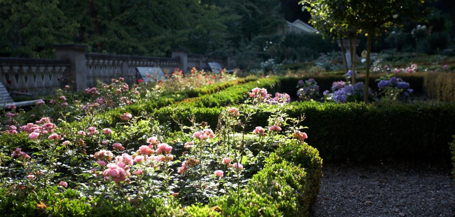 Rosenbüsche im Goldschmidtspark von der Sonne beschienen