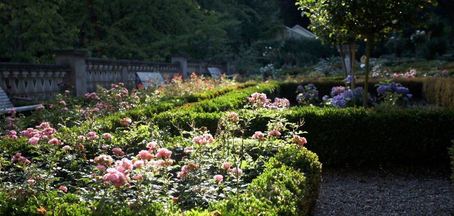 Rosenbüsche im Goldschmidtspark von der Sonne beschienen