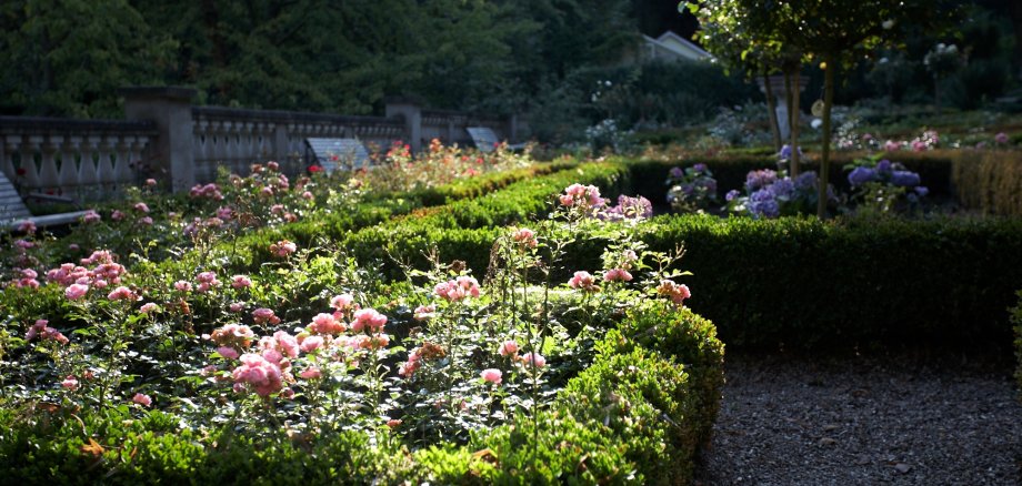 Rosenbüsche im Goldschmidtspark von der Sonne beschienen