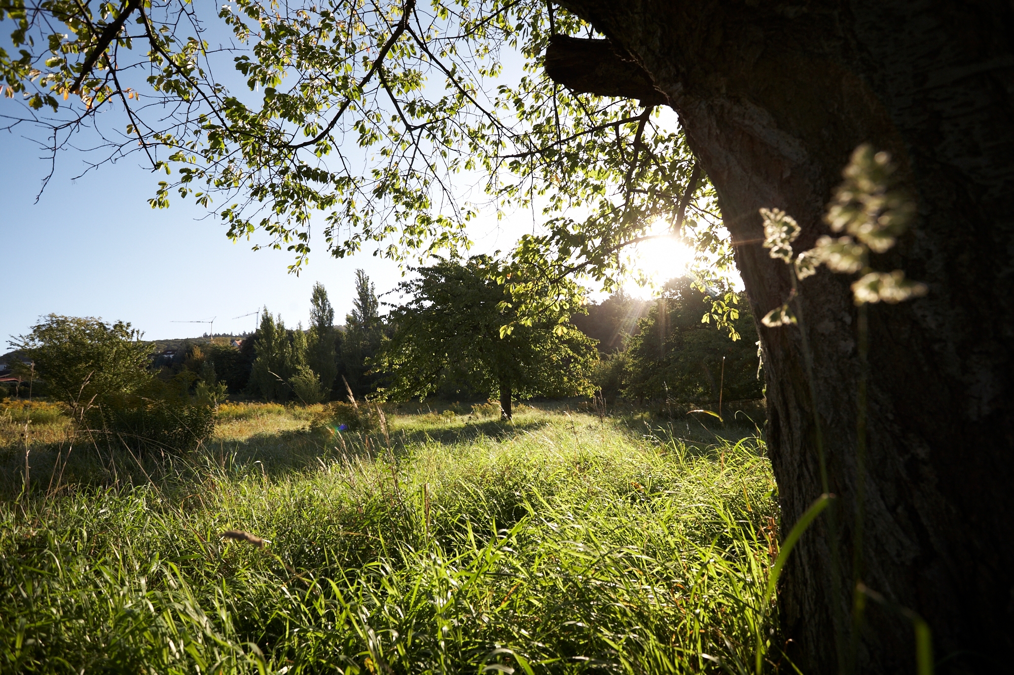 Bäume in der Sonne Blick durch die Bäume in der Sonne
