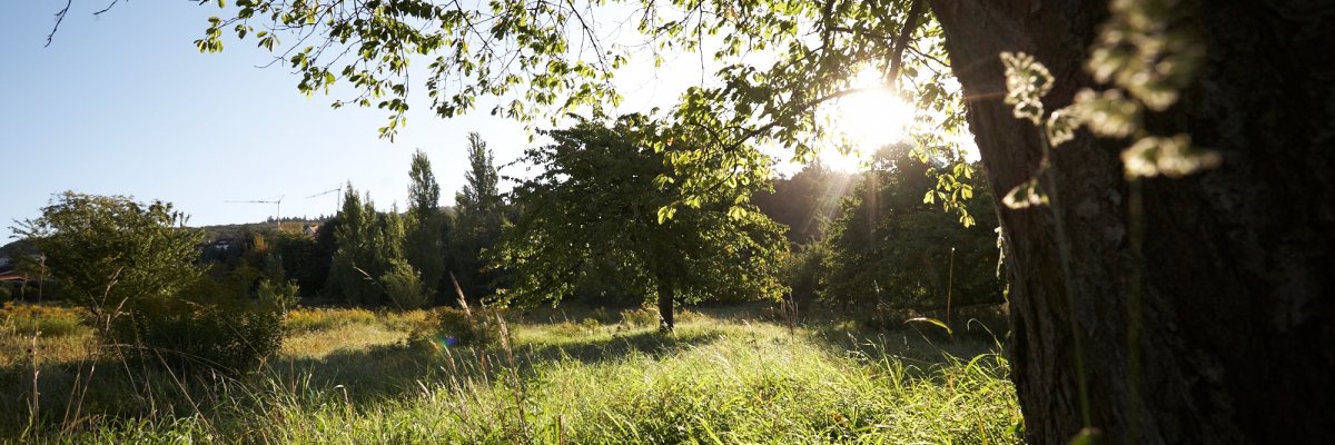 Blick durch die Bäume in der Sonne