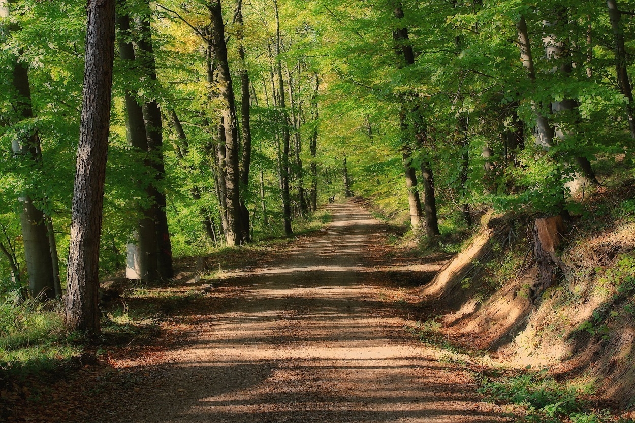 Waldweg Waldweg durch einen großen Wald mit Stämmen an den Seiten