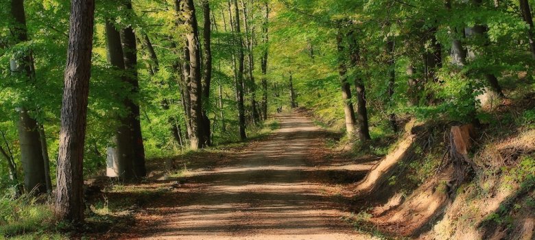 Waldweg durch einen großen Wald mit Stämmen an den Seiten
