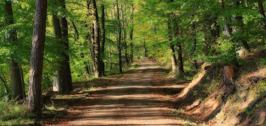 Waldweg durch einen großen Wald mit Stämmen an den Seiten