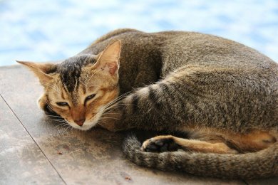 Dösende Katze Dösende Katze