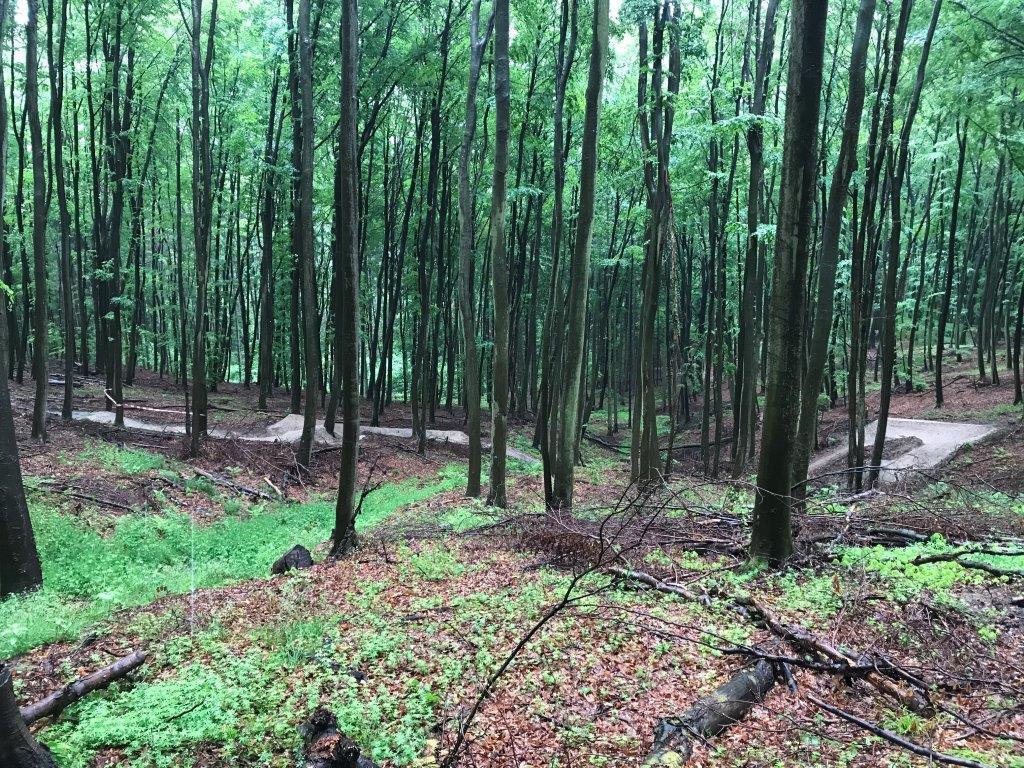 Illegaler Trail für Mountainbiker im Wald Illegaler Trail für Mountainbiker im Wald