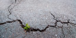 Riss im Asphalt mit Unkraut