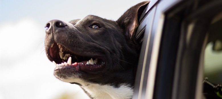 Hund schaut aus dem Auto